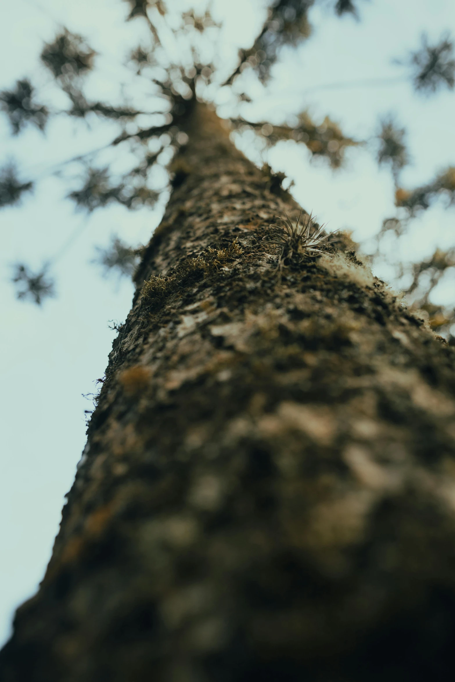 view looking up at the top of a very tall tree