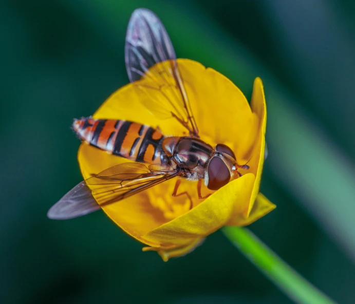 a bee sitting on a yellow flower