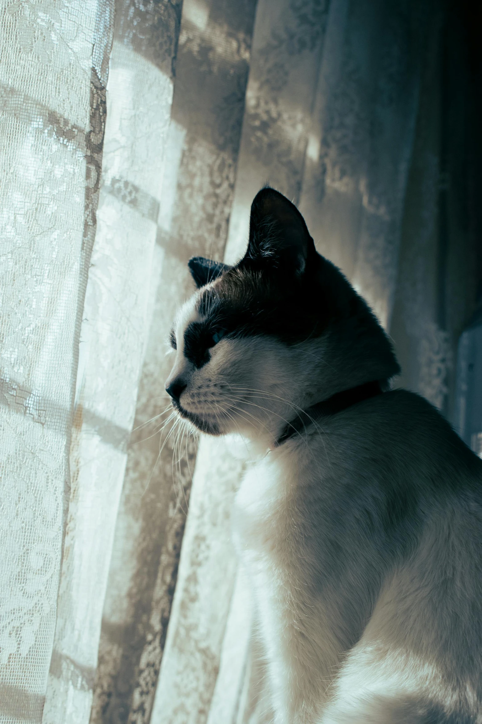a cat standing next to a window with white curtains