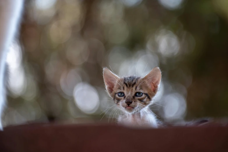 small kitten peeking out from behind a person