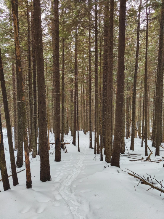 path through a snowy forest in winter