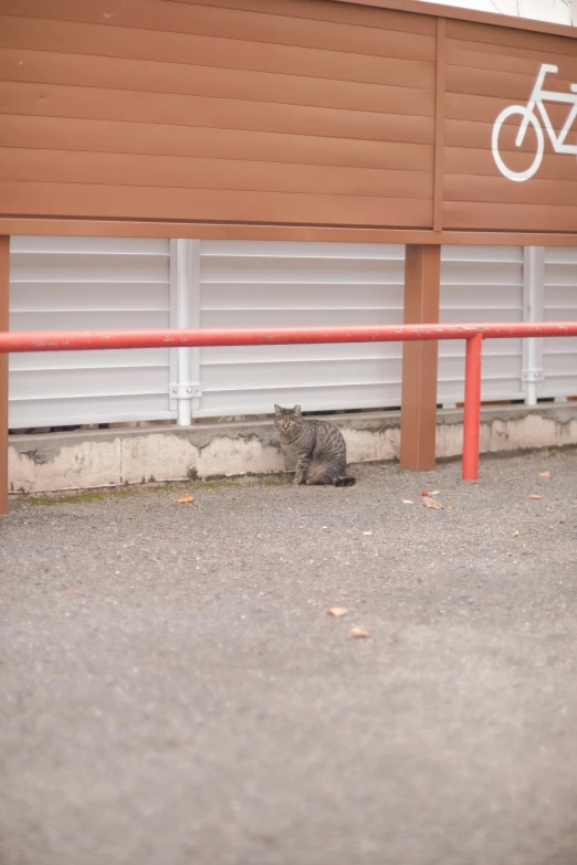 cat sitting on cement next to metal railing with bike painted on it