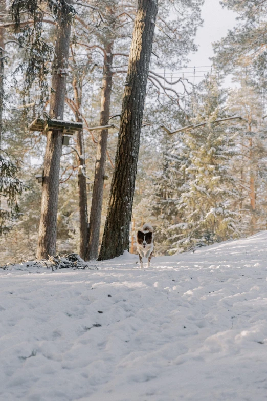 dog runs down the snow covered path in the woods
