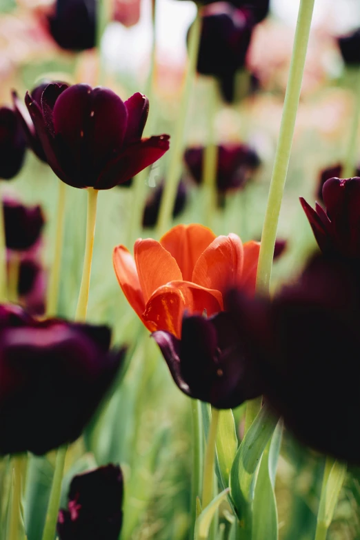 a bunch of flowers that are in the grass