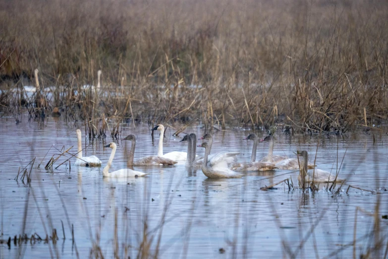 swans are floating in a pond on a winter's day