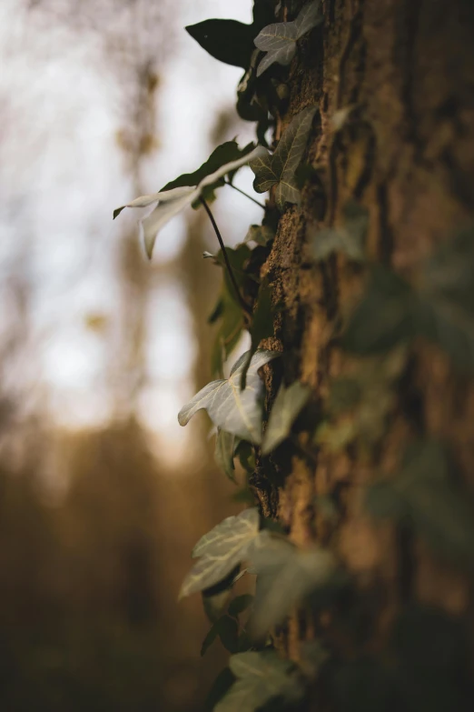 the vine is growing up on the side of a tree