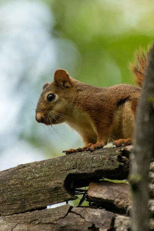 a little squirrel that is on a piece of wood