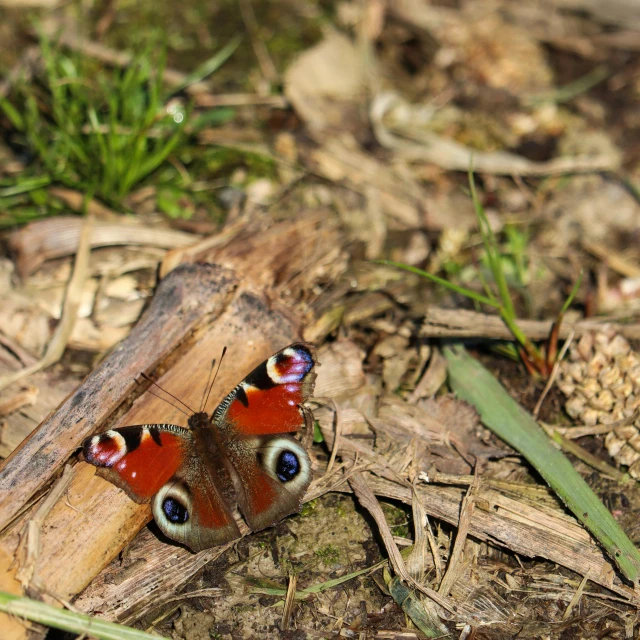 the two erflies are perched on the ground near some dead leaves
