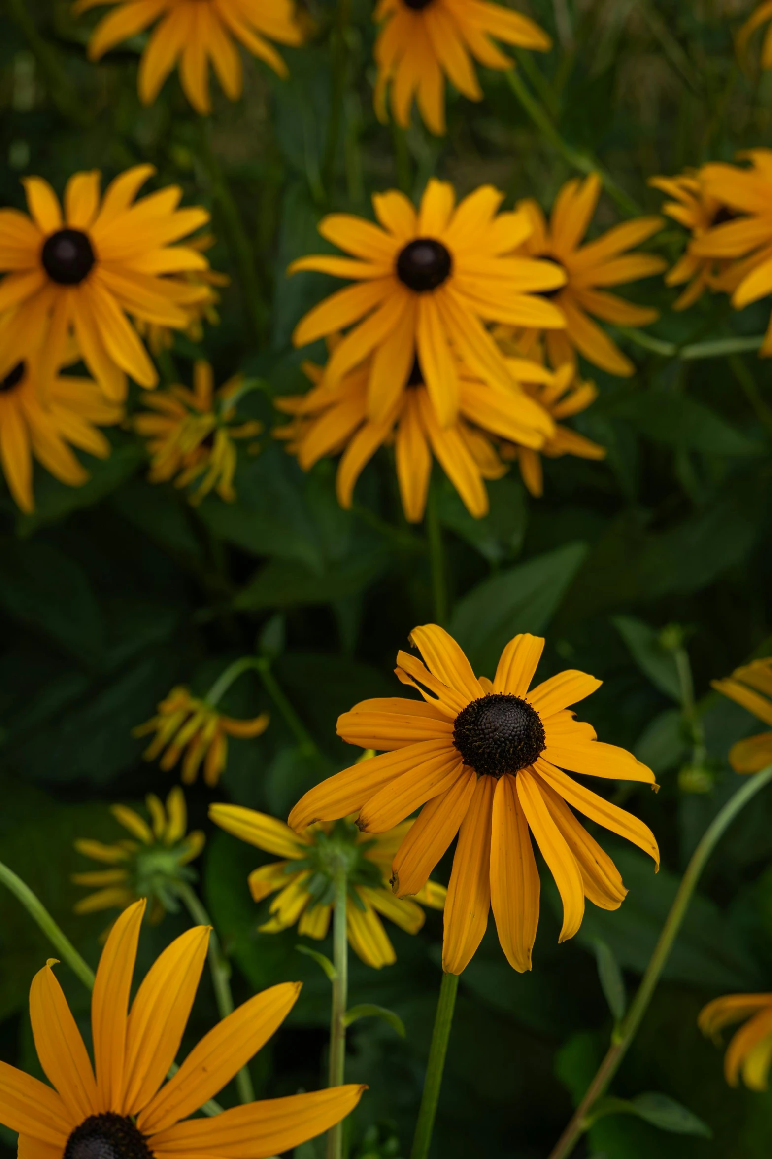 a bunch of yellow flowers blooming in the grass