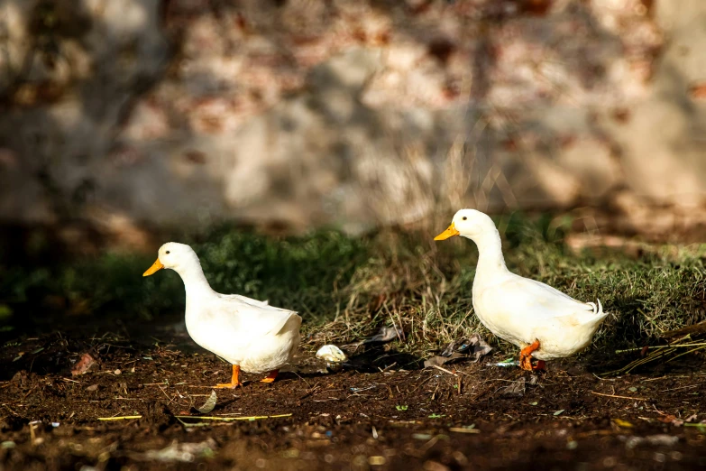 two ducks standing by each other on the ground