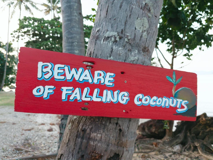 a red sign with words beware of falling coconuts on it