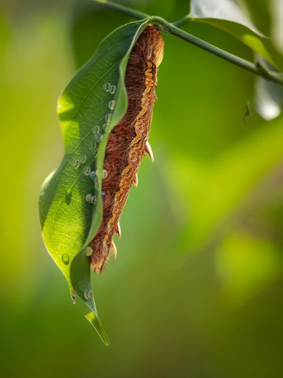 a caterpillar crawling on a leaf to eat it