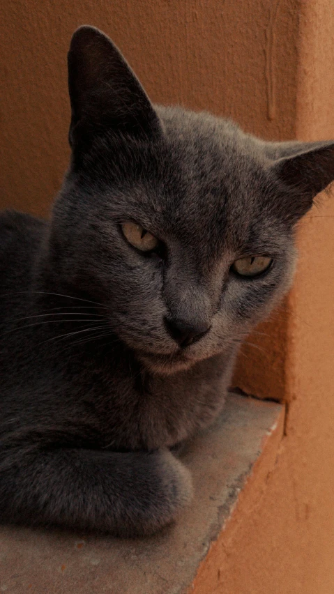 a gray cat sitting in a window sill
