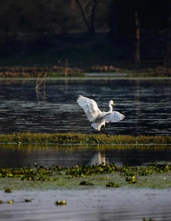 an image of a white bird in flight over the water