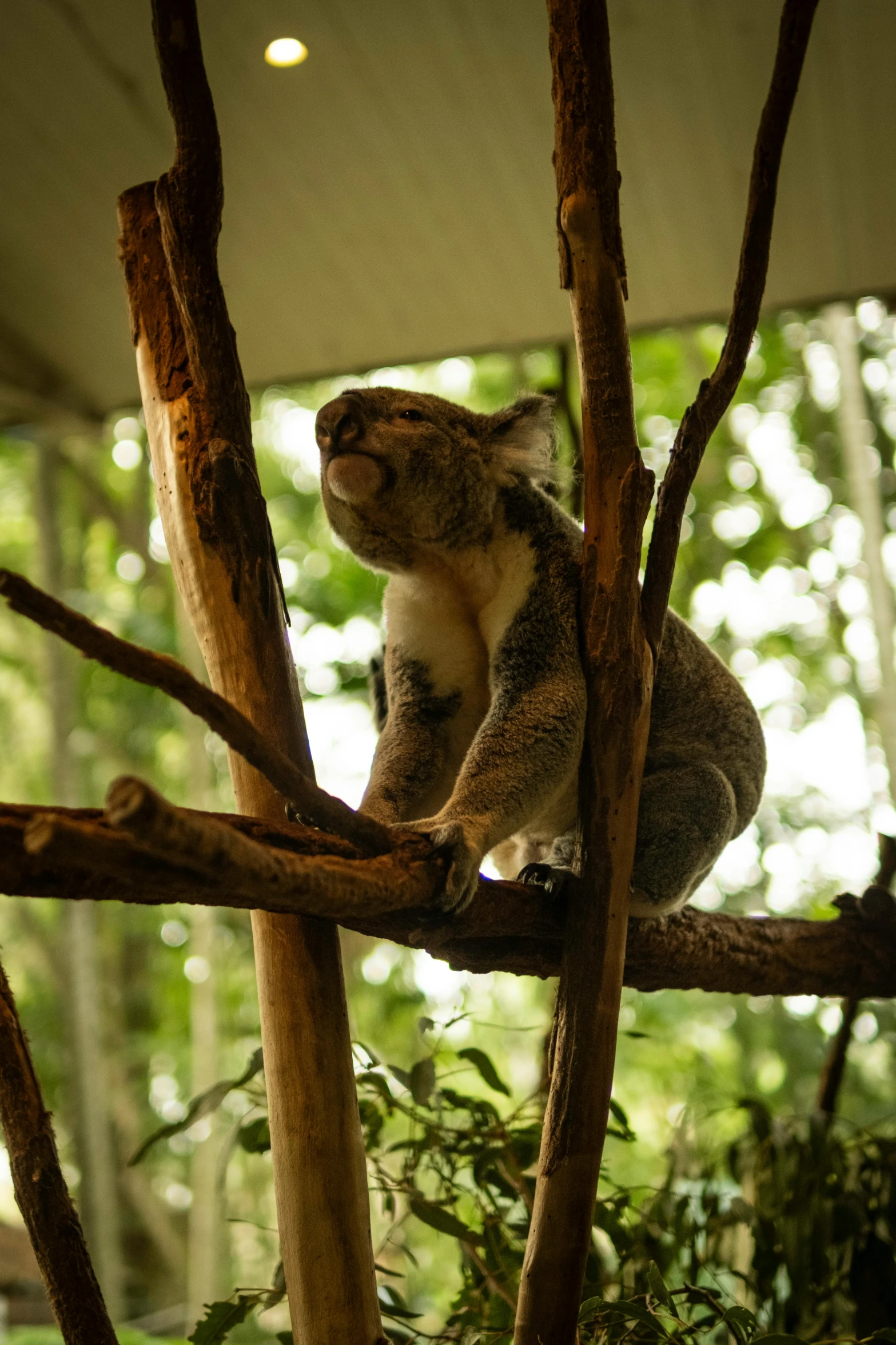 a koala sits on a tree nch in the forest