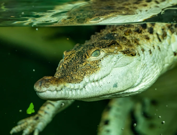 the green water is very clear and the alligator has dark brown spots