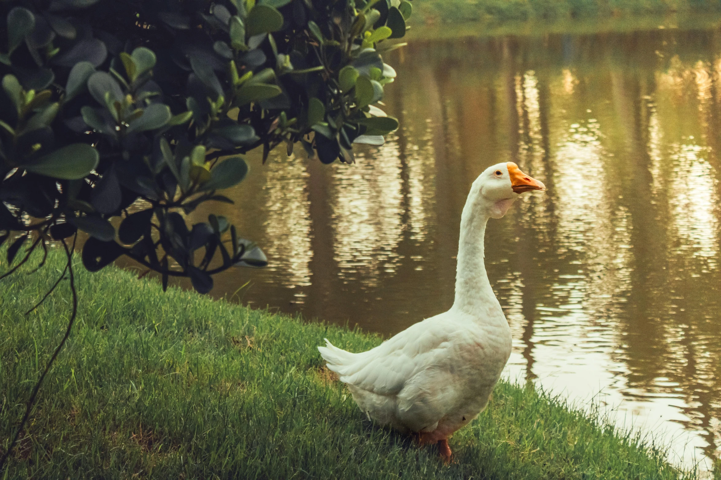 a goose is walking by the water while grass