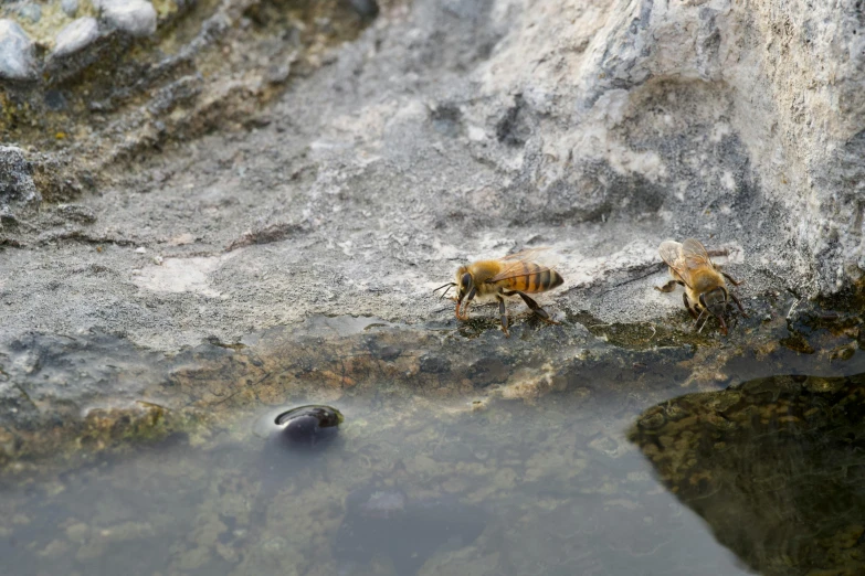 a bunch of honeybees in the rocks and water
