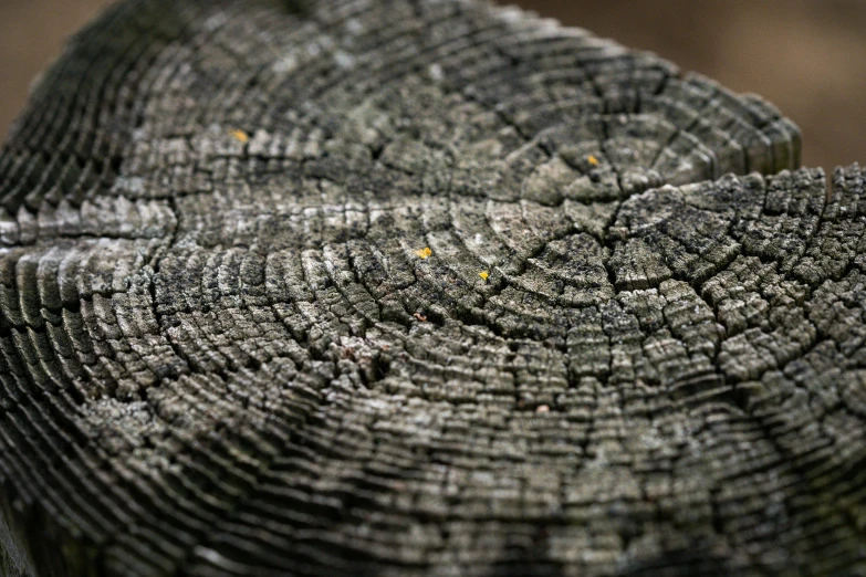 an abstract background is a pattern made up of wood rings