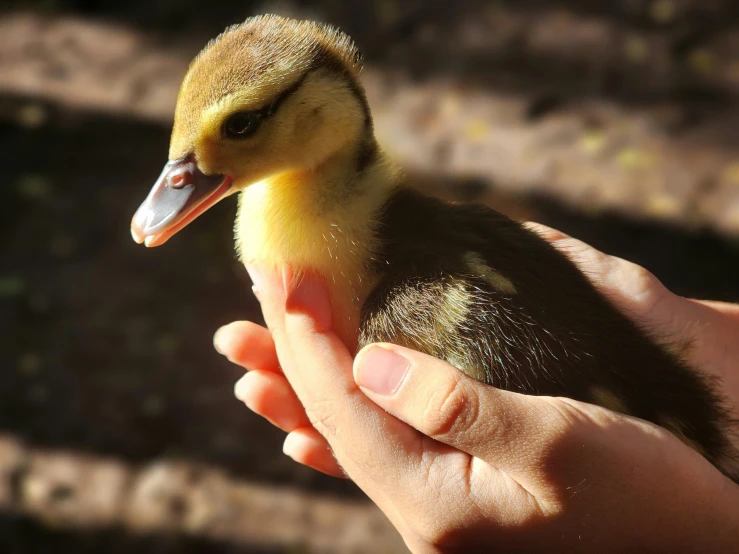 an individual holds a little duck in their hands