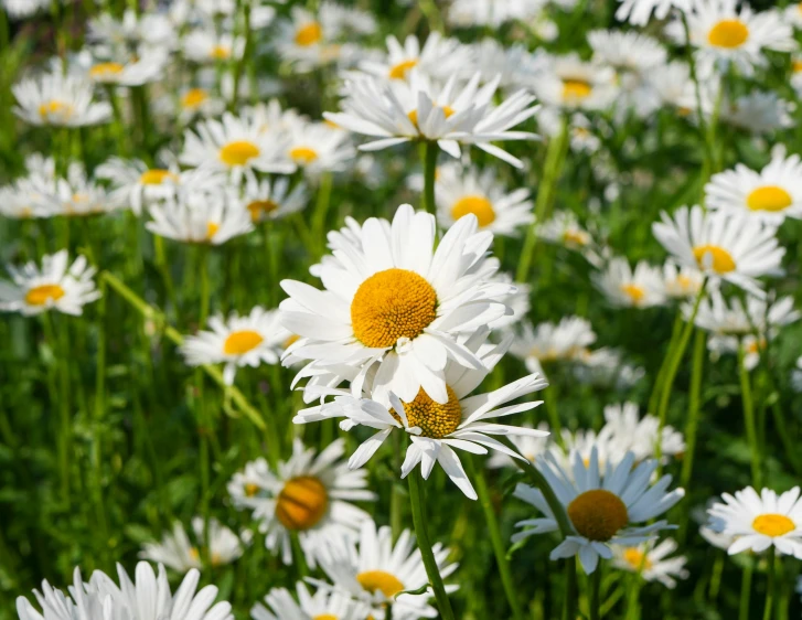 a field full of daisies is blooming for the camera