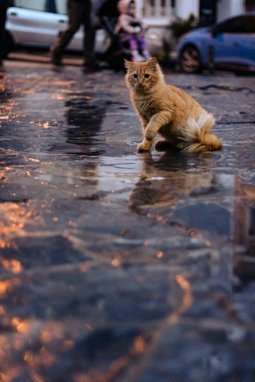 an orange and white cat walking on a wet city street