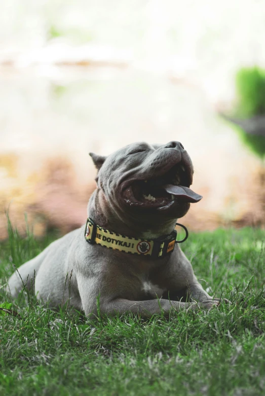 the small gray dog is laying in the grass