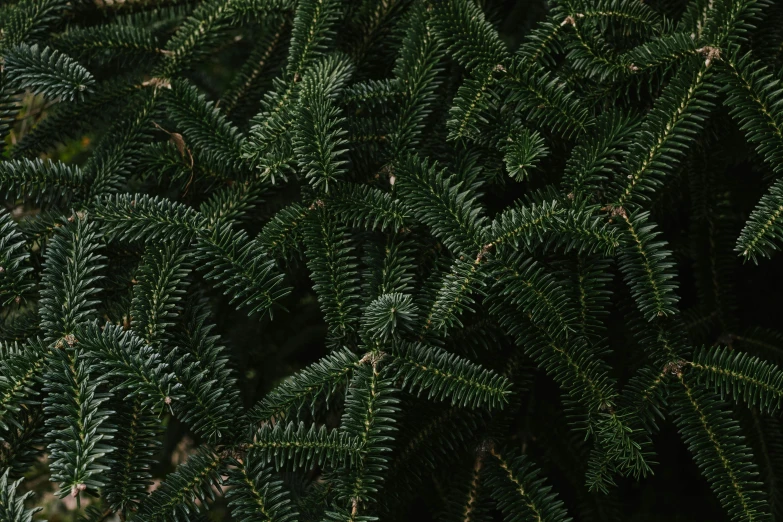 the top view of a tree with green leaves