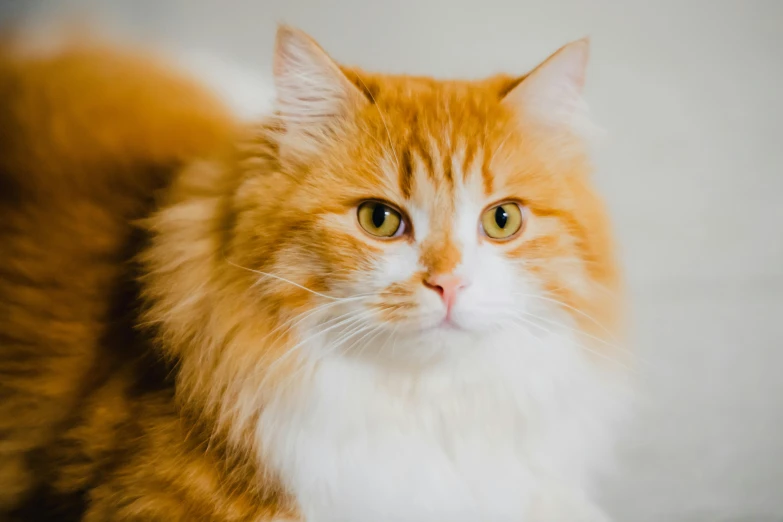 a fluffy orange cat sitting down on a couch