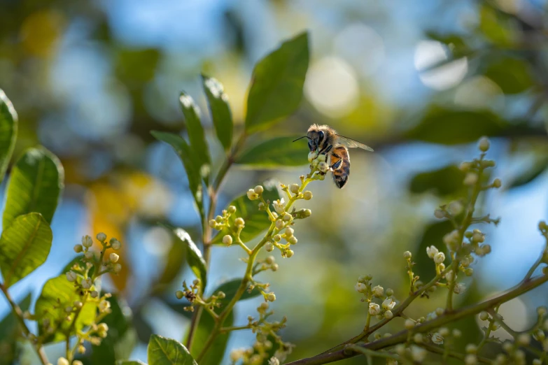 a bee on top of a flower near the woods