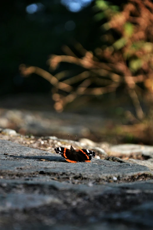 a erfly on a road that is near some rocks