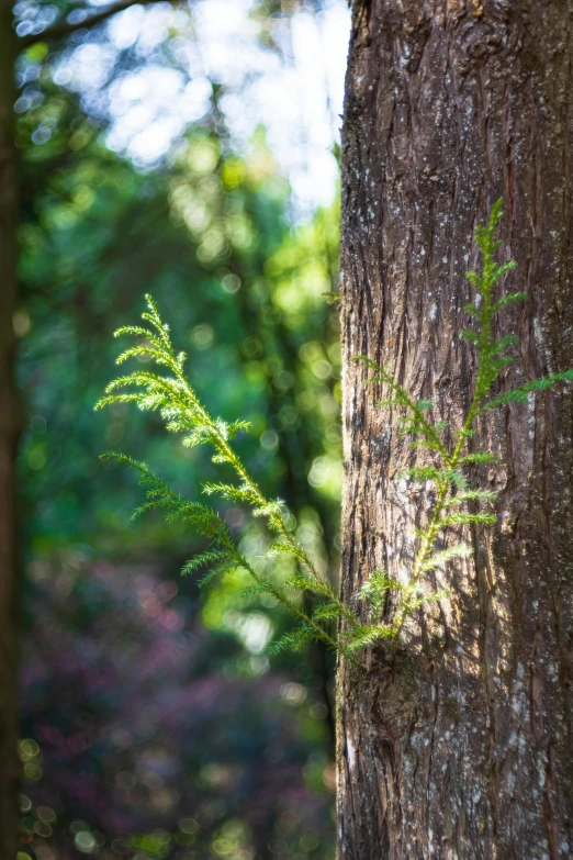 the tree is in the middle of the forest