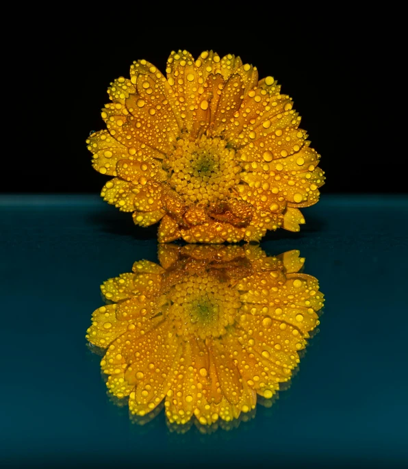 a yellow flower is placed on the glass surface