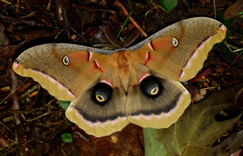 a brown and yellow erfly on the ground