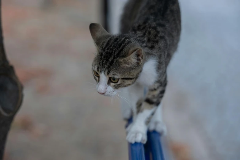 the striped cat is on top of a blue pipe