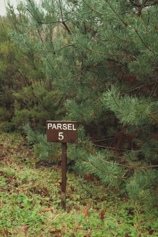 a forest road sign surrounded by greenery and small pine trees