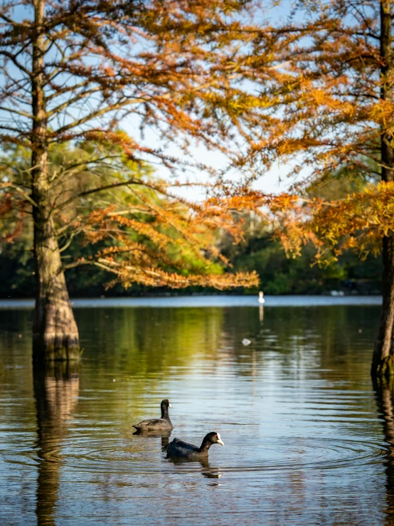 a couple of ducks are out in the water