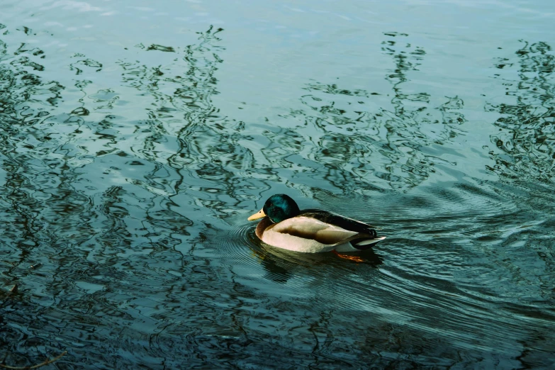 a mallard swims in a pond with many reflection