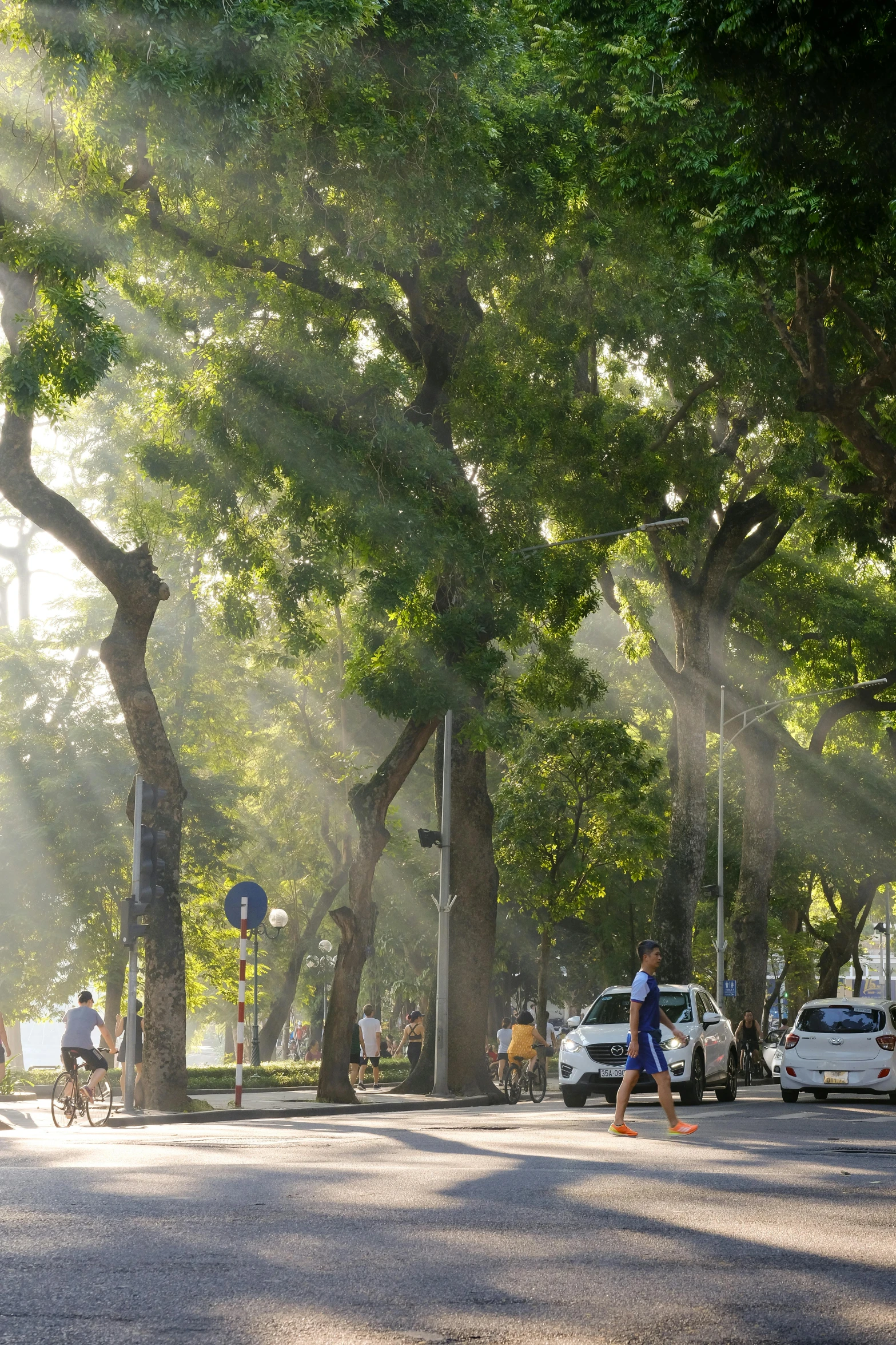 there are many trees along this street and many people on bikes