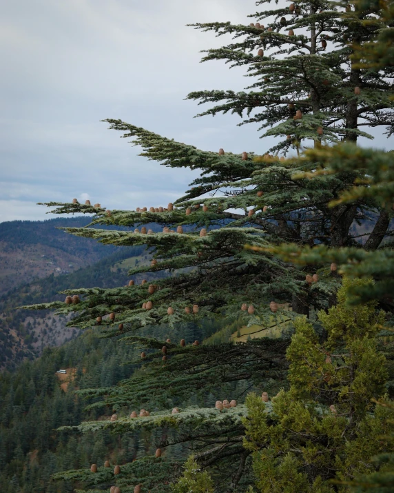 many evergreen trees with mountains in the background