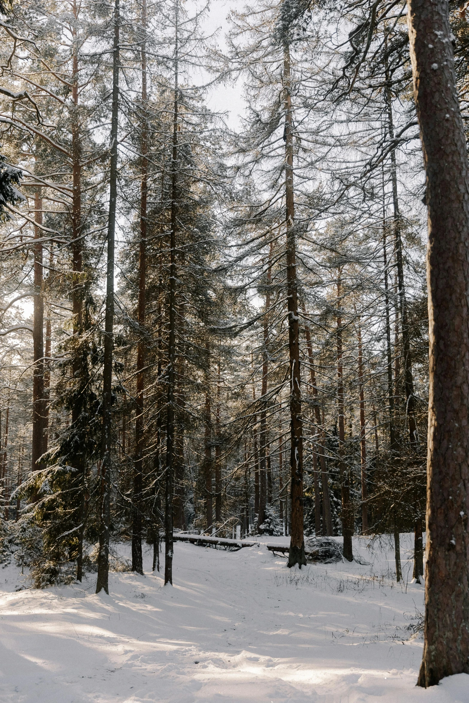 a snowy ground covered in snow next to a bunch of trees