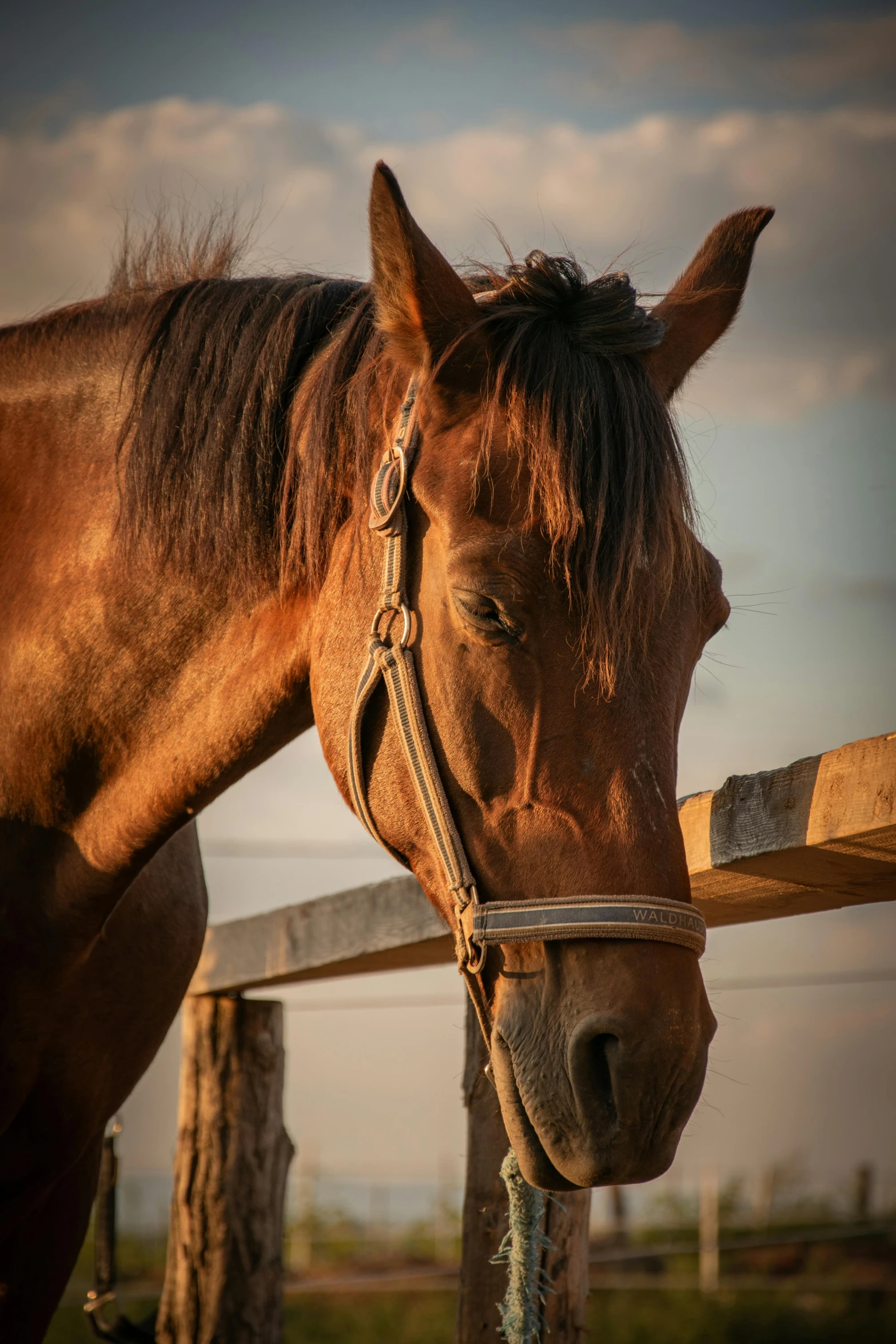 there is a close up view of a brown horse