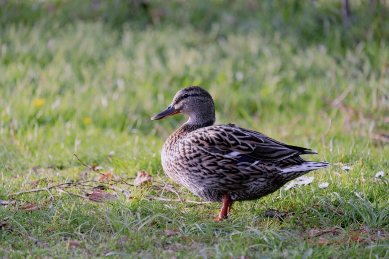 a black and grey duck walking through the grass