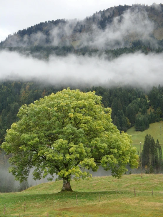 a tree in a field in front of a foggy mountain