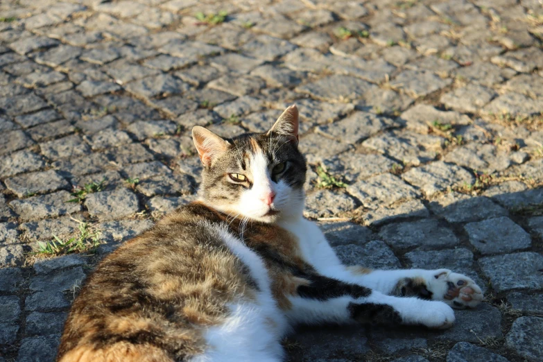 a cat laying down on the ground looking up