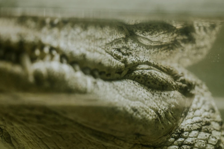 an alligator's eyes are visible through the lens