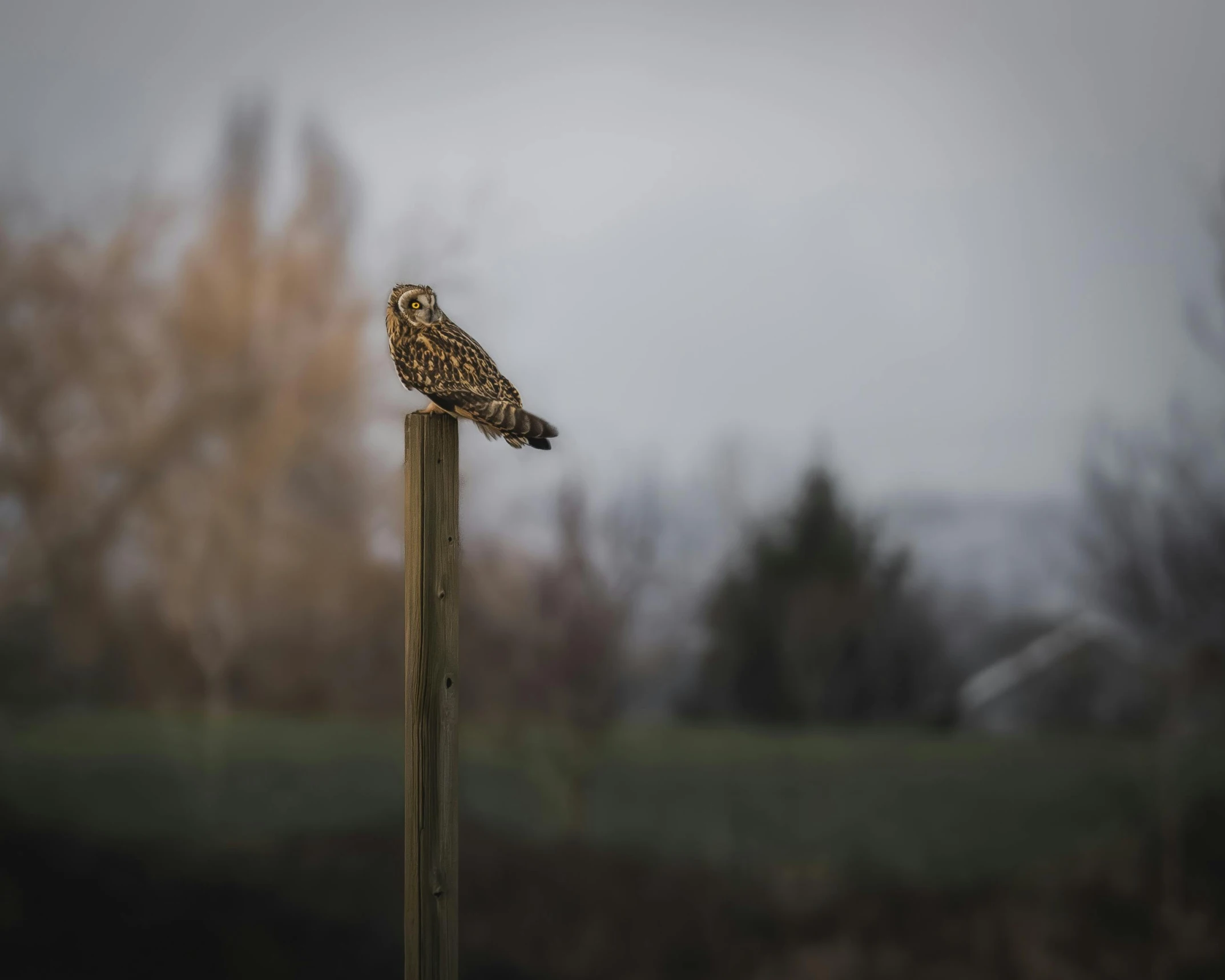 a small bird sits on top of a post