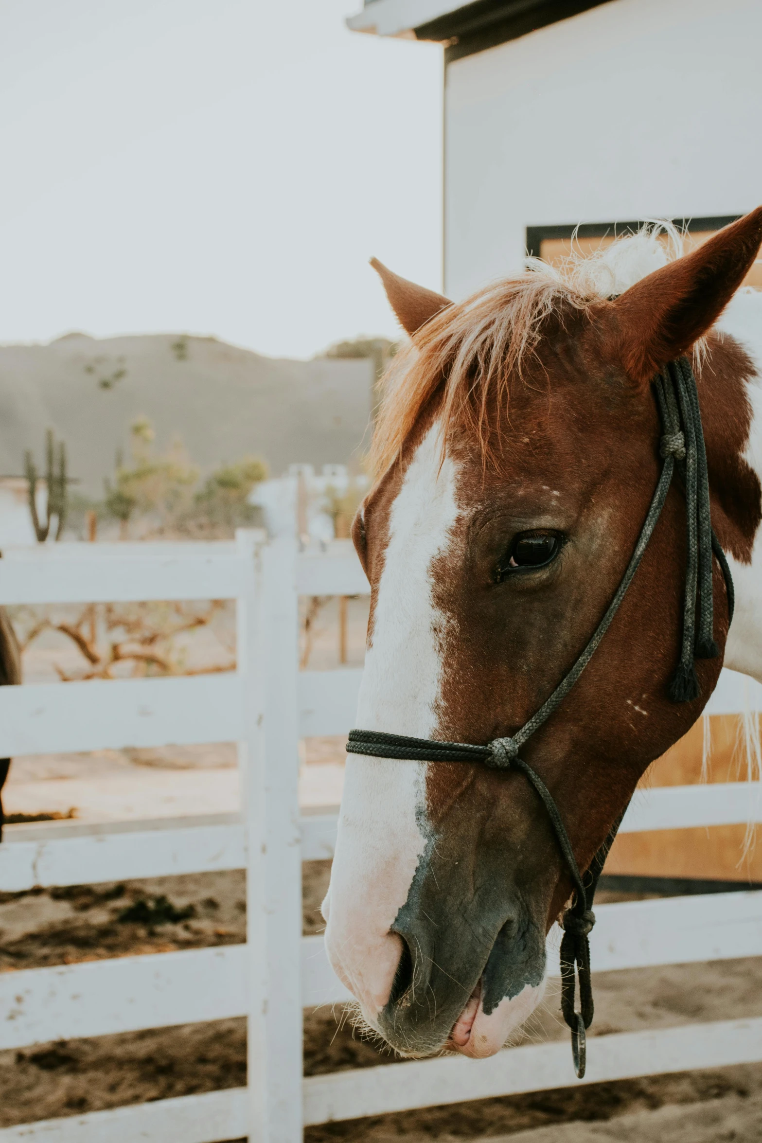 a white and brown horse looking over a fence