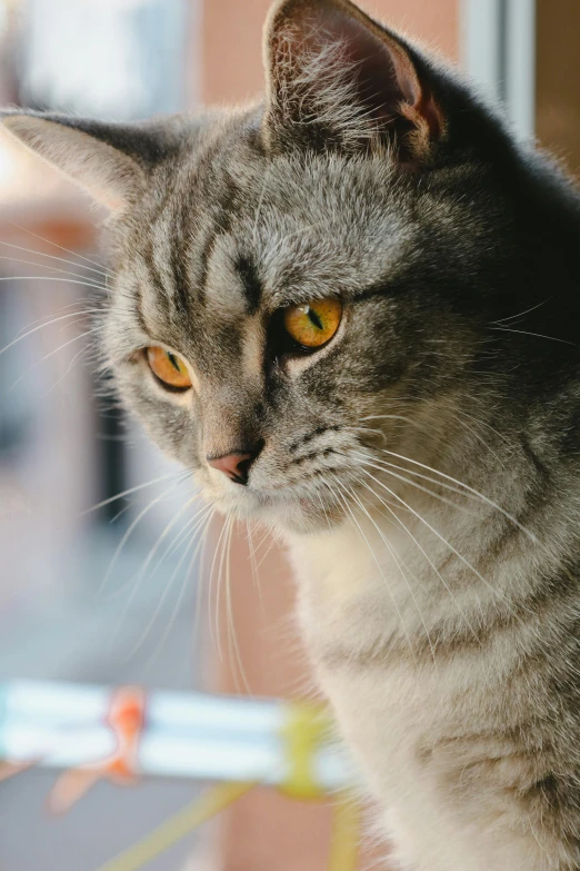 the cat is sitting on a window sill near the blinds