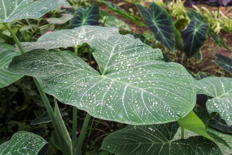 a close up view of a very large leaf with little water drops on it